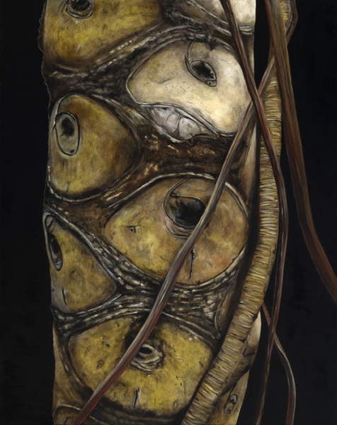 Philodendron Bipinnatifidum by Patrice MOor